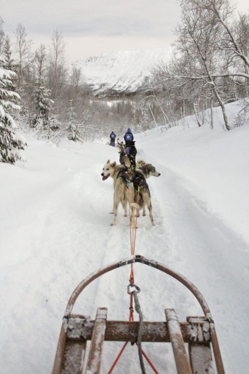 Dog Sledding in Tromsø: What to Expect, Tips, and Husky Safari Tours