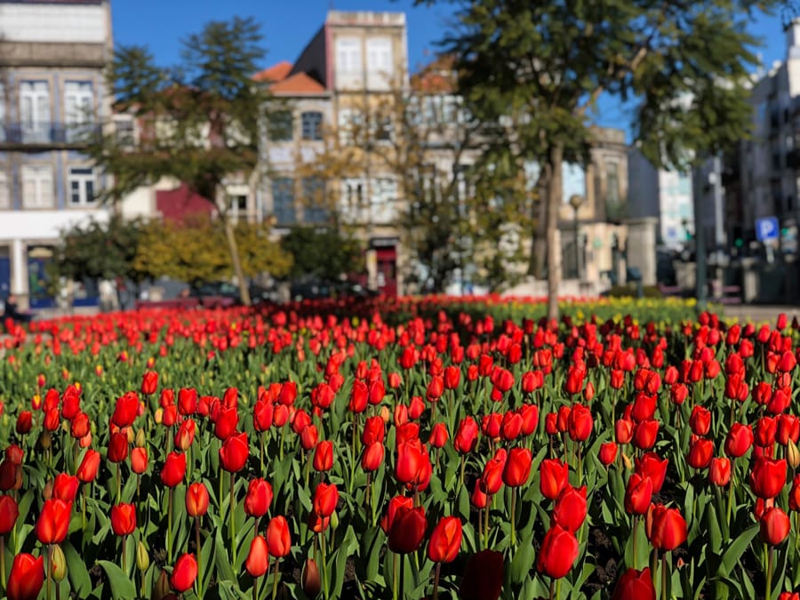 One day in Porto Itinerary for First-Time Visitors