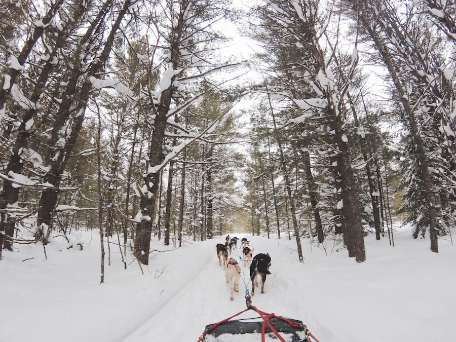 visit tromso tours Dog Sledding in Tromso: What to Expect, Tips, and Husky Safari Tours