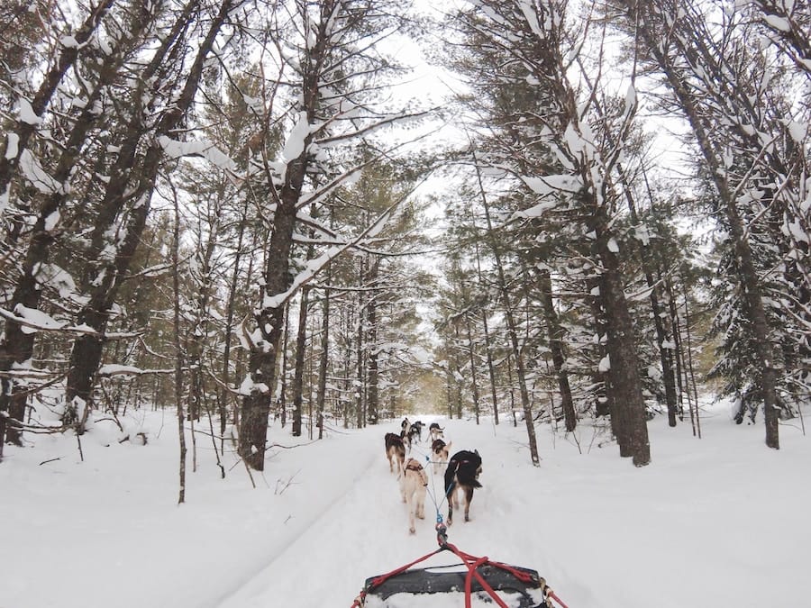 Dog Sledding in Tromso: What to Expect, Tips, and Husky Safari Tours