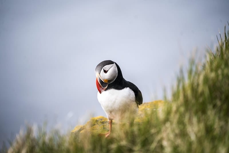 When to see puffins in the Faroe Islands: Travel tips