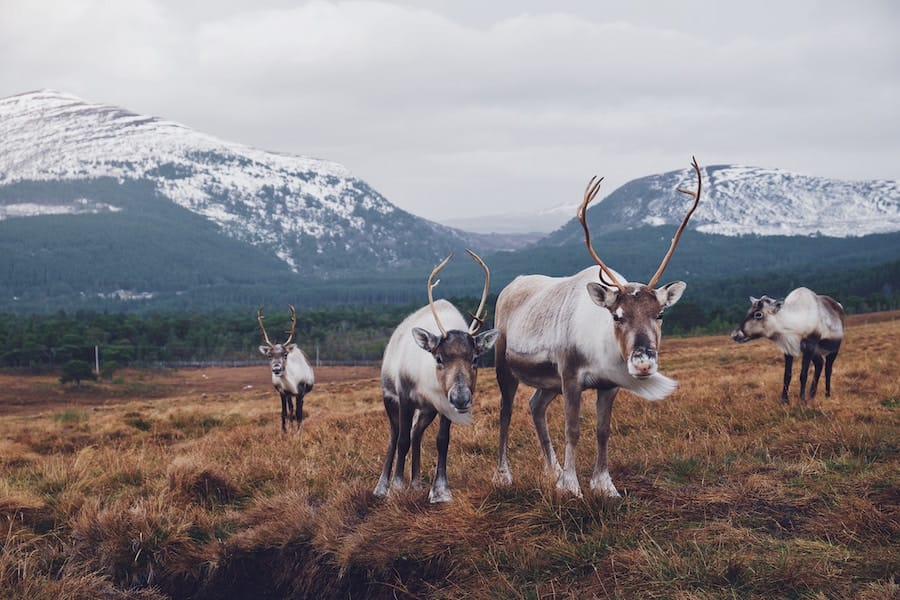 Ethical Sami Tours and Tromsø Reindeer Farms You Can Visit