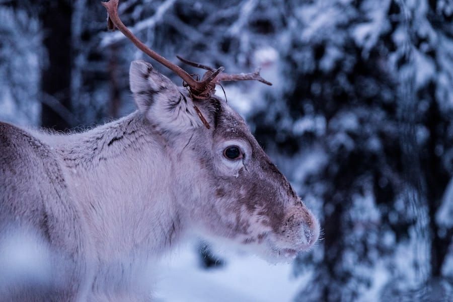 Ethical Sami Tours and Tromsø Reindeer Farms You Can Visit