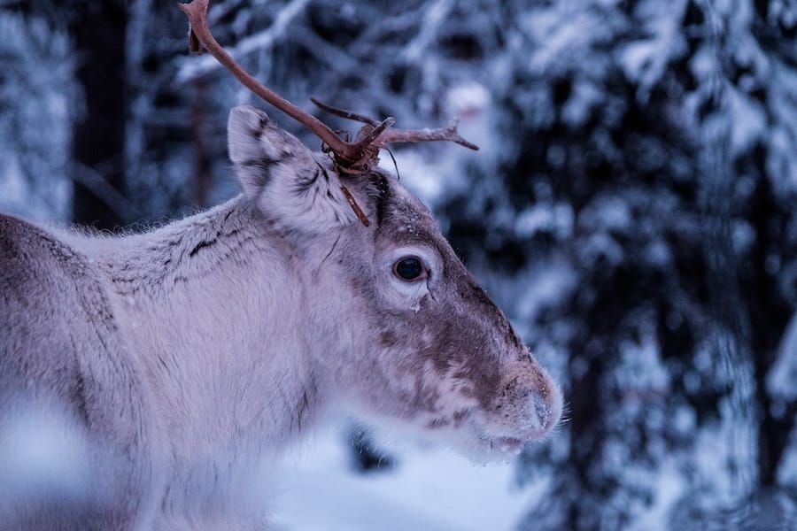 Ethical Sami Tours and Tromso Reindeer Farms You Can Visit