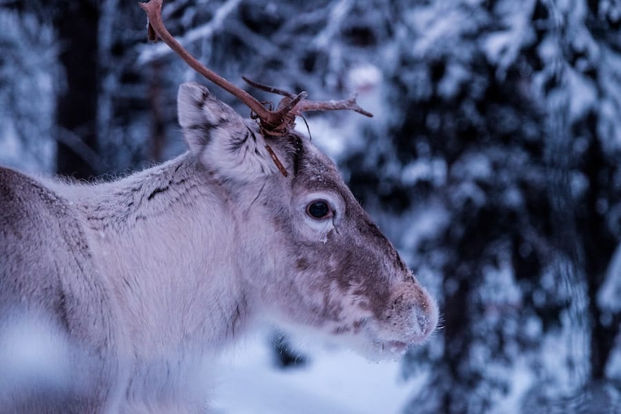 Ethical Sami Tours and Tromsø Reindeer Farms You Can Visit