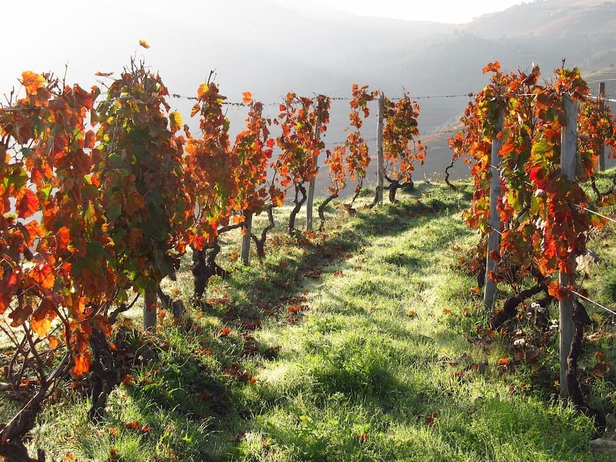 Best Porto Wine Tours: Wine Tastings in Porto and the Douro Valley