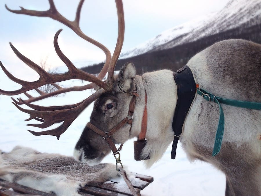 Ethical Sami Tours and Tromso Reindeer Farms You Can Visit