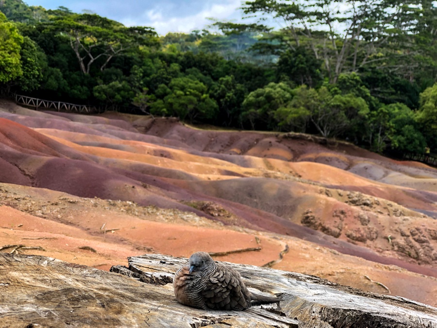 Best Mauritius Tours: Top-Rated Mauritius Excursions You'll Love