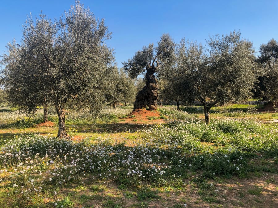 Places to visit in Ostuni, Italy