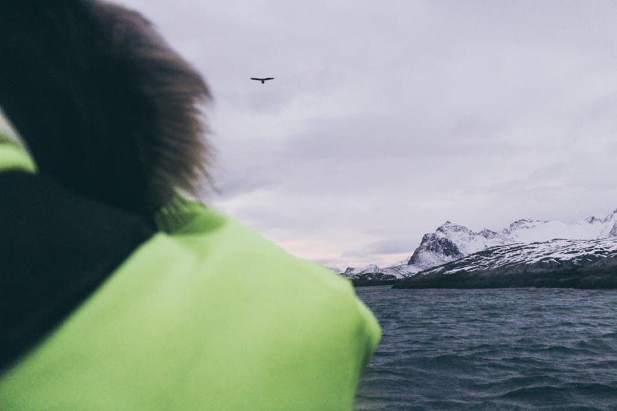 Lofoten Sea Eagle Safari in Trollfjord: How to Book + Practical Info