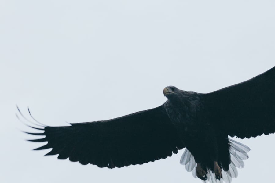 Lofoten Sea Eagle Safari in Trollfjord: How to Book + Practical Info