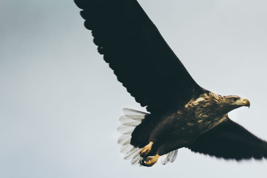 Lofoten Sea Eagle Safari in Trollfjord: How to Book + Practical Info