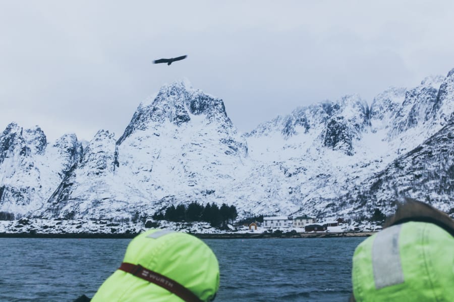 Lofoten Sea Eagle Safari in Trollfjord: How to Book + Practical Info