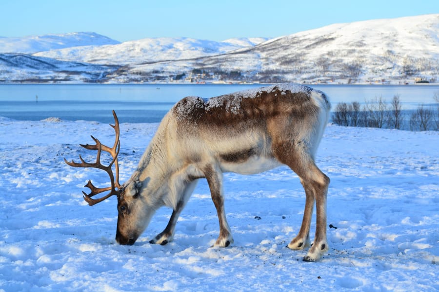 Tromsø itinerary- how to maximize your Tromsø trip with 2-5 days there (best northern lights tours, dog sledding tours, etc)