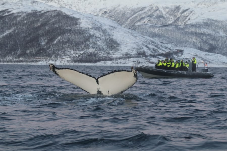 Tromsø itinerary- how to maximize your Tromsø trip with 2-5 days there (best northern lights tours, dog sledding tours, etc)