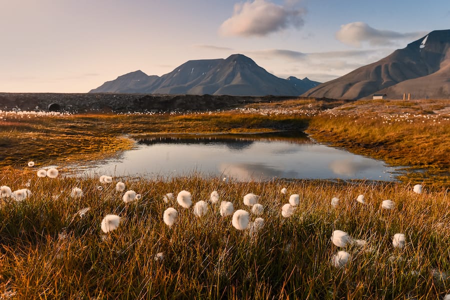 Plan your trip to Svalbard- home of the polar bears!