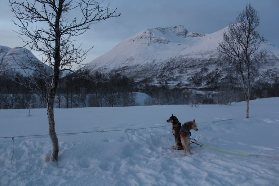 visit tromso tours 30 Useful Things to Know Before You Visit Tromso, Norway : winter daylight in Tromso in December while dog-sledding