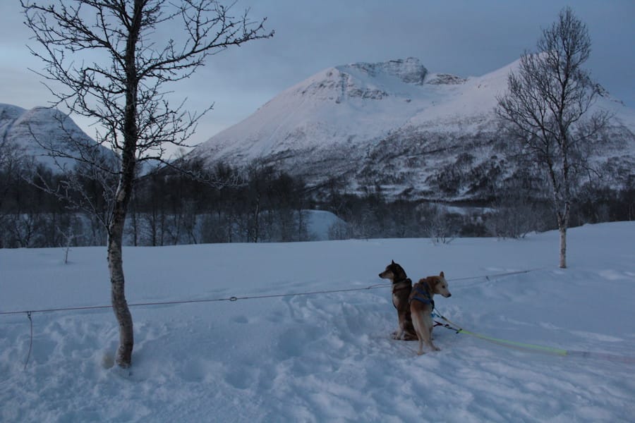 30 Useful Things to Know Before You Visit Tromso, Norway : winter daylight in Tromso in December while dog-sledding