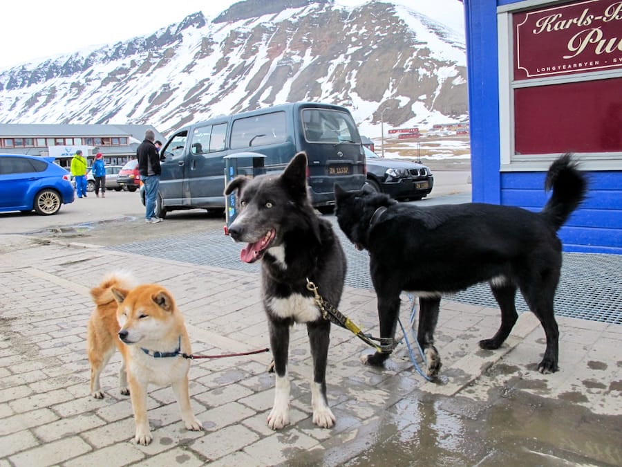 What to know before visiting Svalbard (tips for Spitsbergen and beyond)
