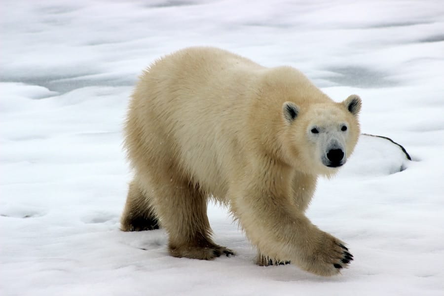 Plan your trip to Svalbard- home of the polar bears!