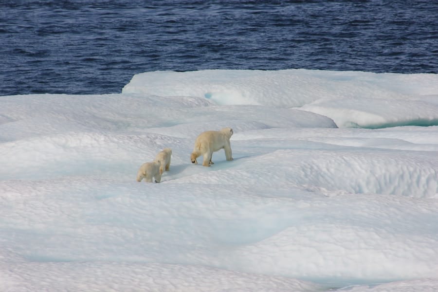 Plan your trip to Svalbard- home of the polar bears!