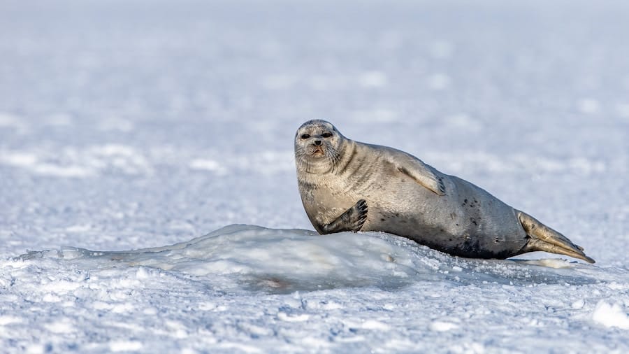 Best Svalbard Tours: 12 Excursions That Are Worth Your Money