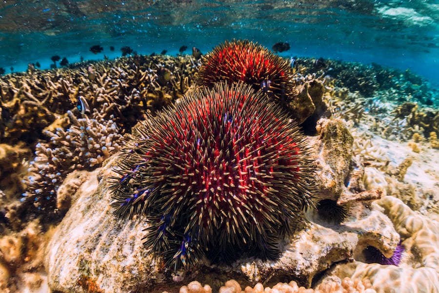 Mauritius Snorkeling Guide: Best Places For Snorkeling in Mauritius