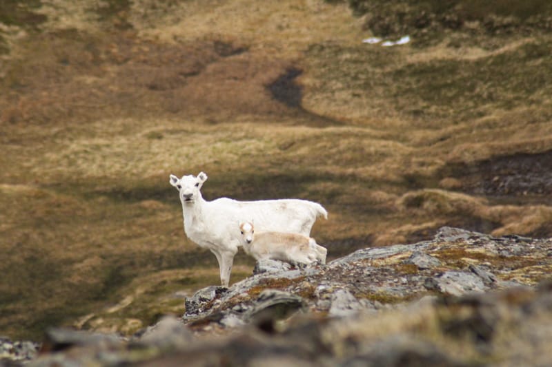 Reindeer on Magerøya in North Cape, Norway