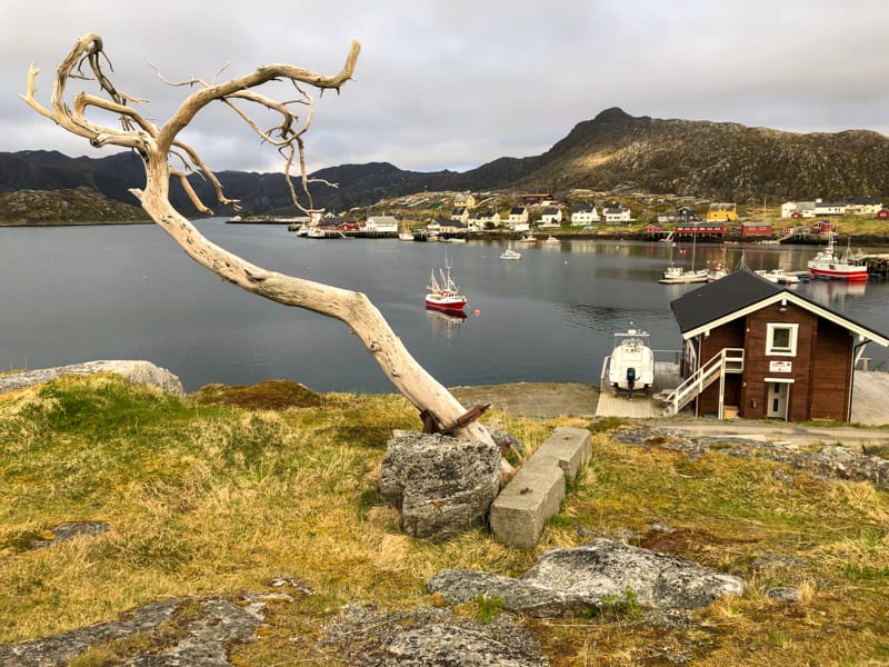 Gjesvær Norway tree in town center : reasons to visit nordkapp