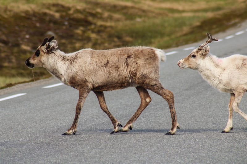 Reindeer on Magerøya Norway (Magerøya photos)
