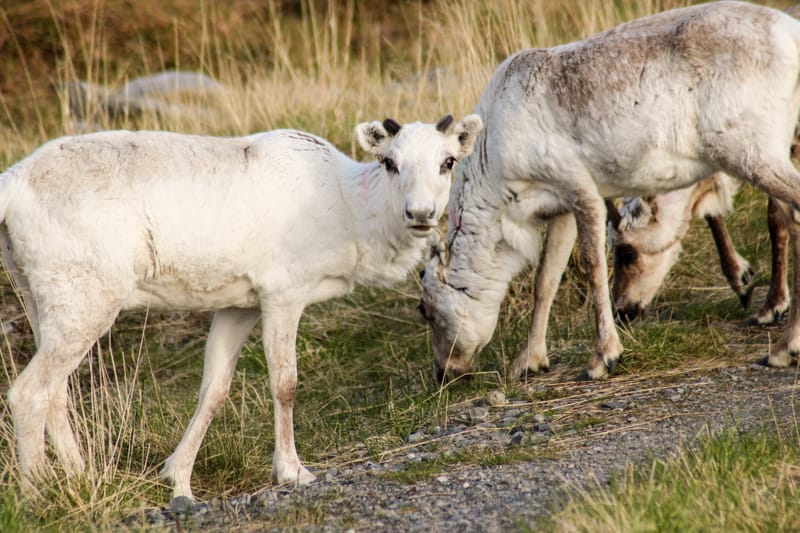 Reindeer on Magerøya Norway (Magerøya photos)