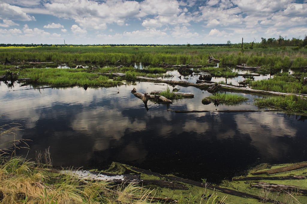 How to Visit the Great Dismal Swamp in Virginia (+ Tips)