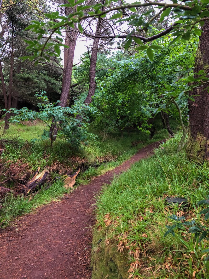 An island in the north of the Faroe Islands that often is forgotten about is Kunoy island. This is a Kunoy travel guide, including the forest on Kunoy and more.