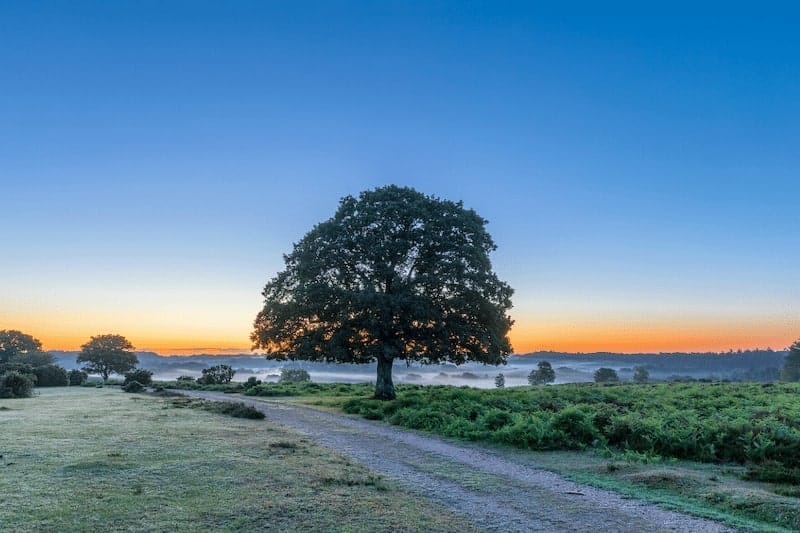 New Forest: Recommended by Izzy and Phil at the Gap Decaders