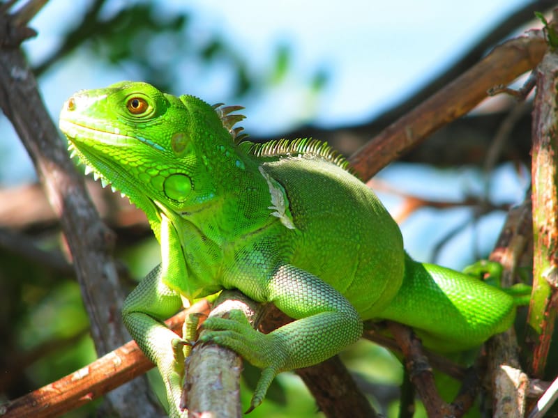 Green lizard in the bushes, Bahia Honda State Park