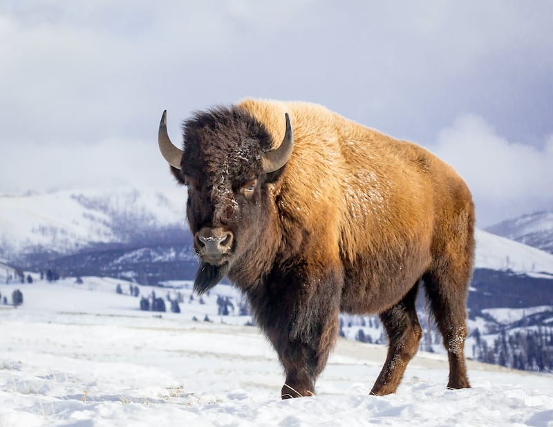 Bison at Yellowstone National Park during Winter