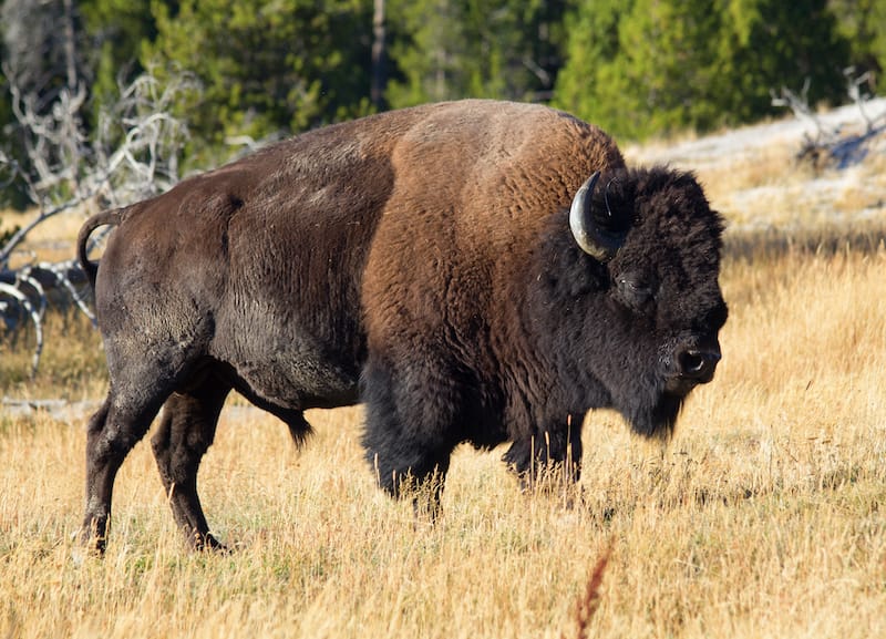 Bison yellowstone national park