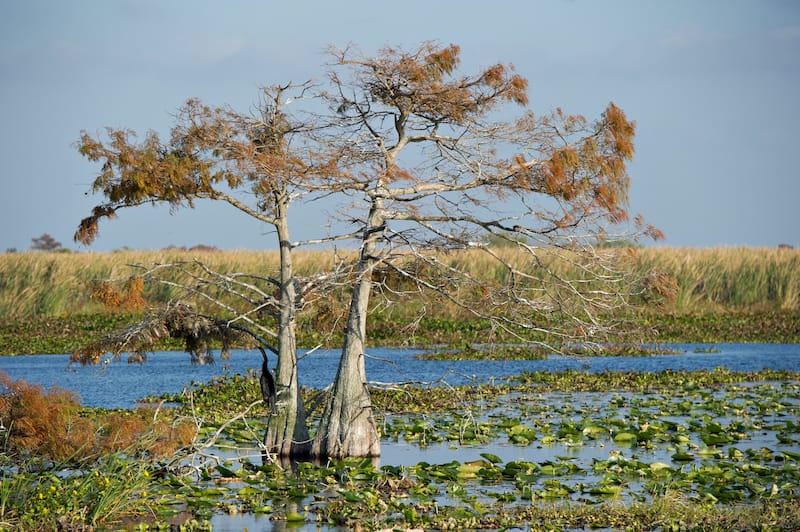 Everglades National Park in Florida in winter