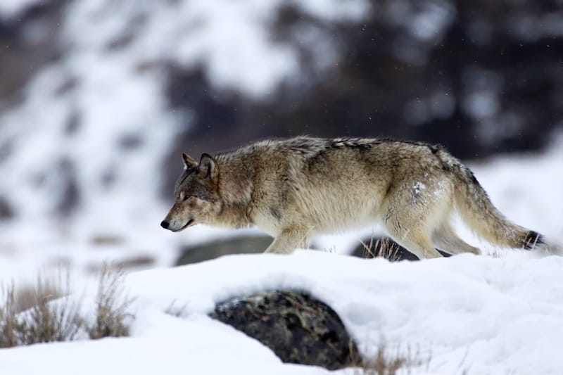 Gray Wolf in Yellowstone National Park in winter