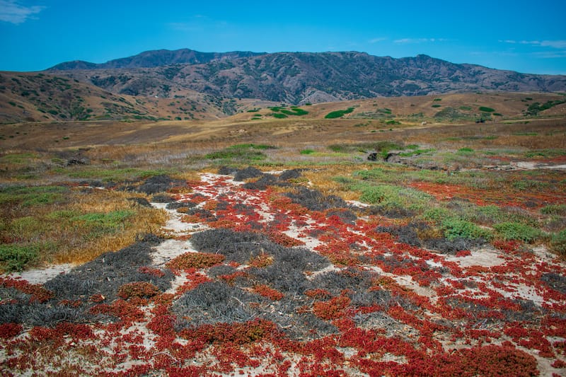 Santa Cruz Island Channel Islands California