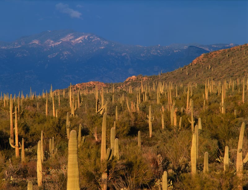 Hiking in Saguaro National Park 