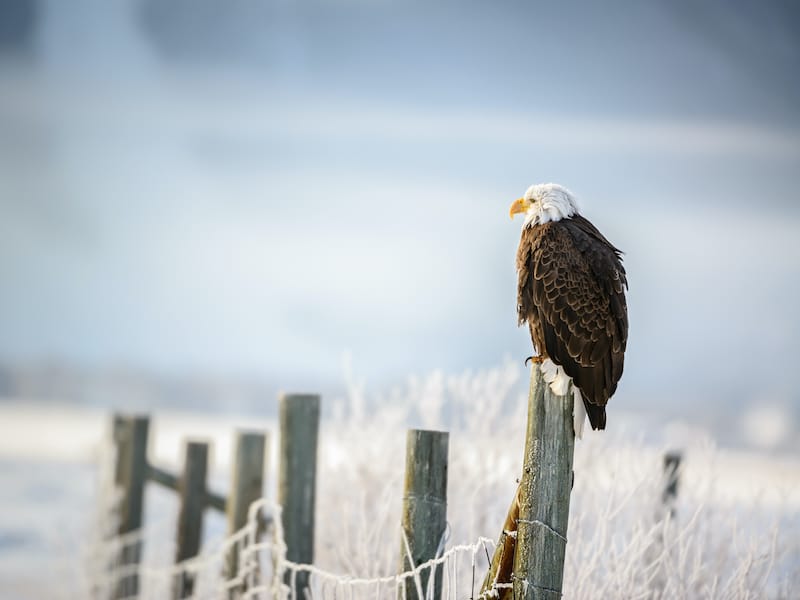 Bald Eagle standing on a fence, Grand Teton National Park