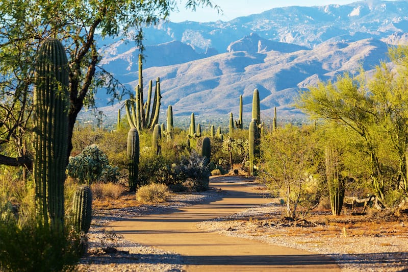 Beautiful Saguaro NP in Arizona