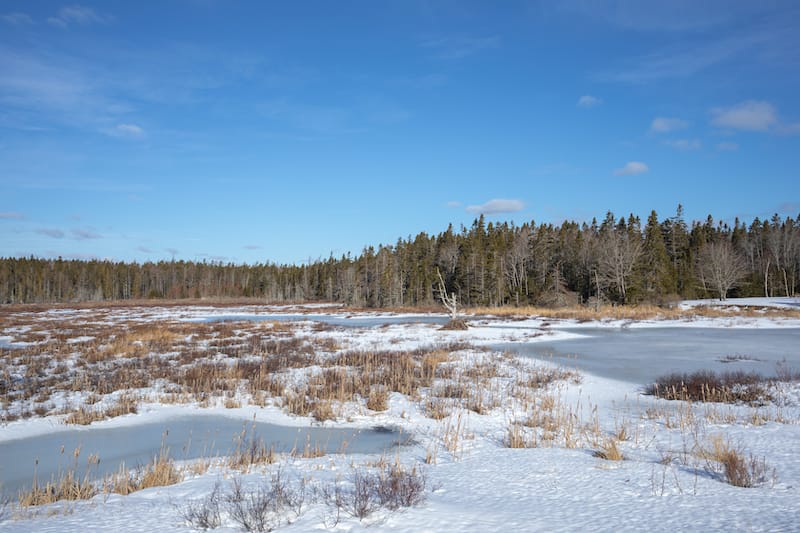 Beaver lodge in frozen Seawall Pond