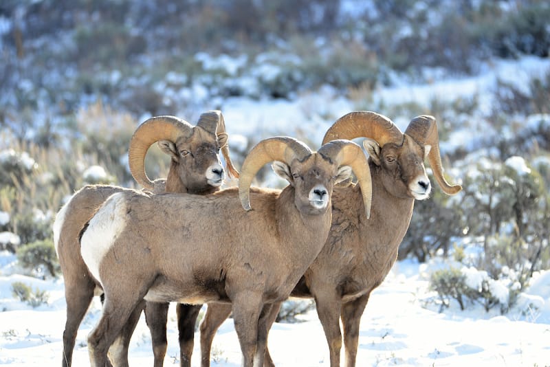 Big Horn Mountain Sheep in Grand Tetons in Wyoming