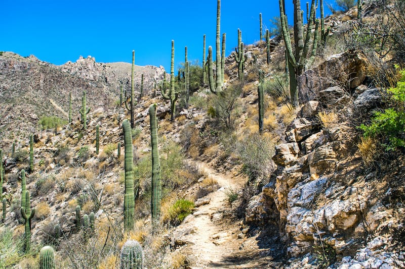 Saguaro National Park trails