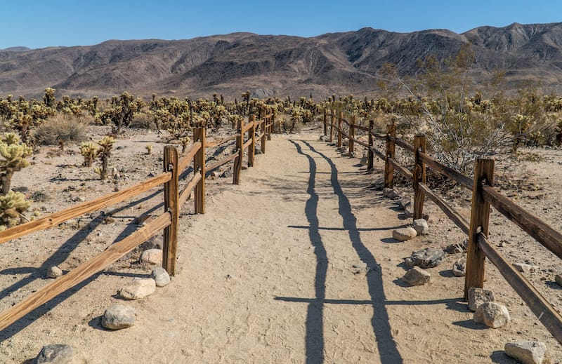 Cholla Cactus Garden Trail