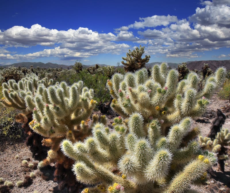 Cholla Cactus Garden in Joshua Tree National Park