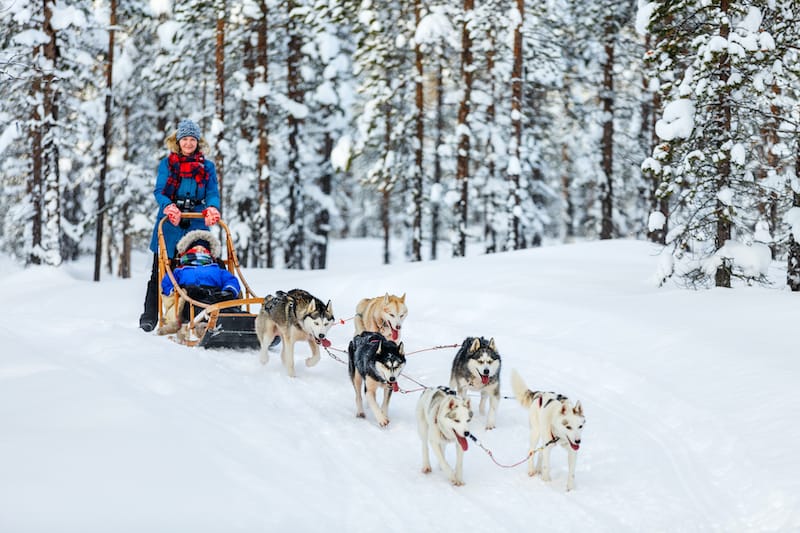 Dog Sledding in Rovaniemi