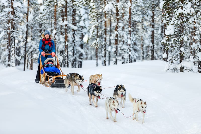 dog sledding tours finland